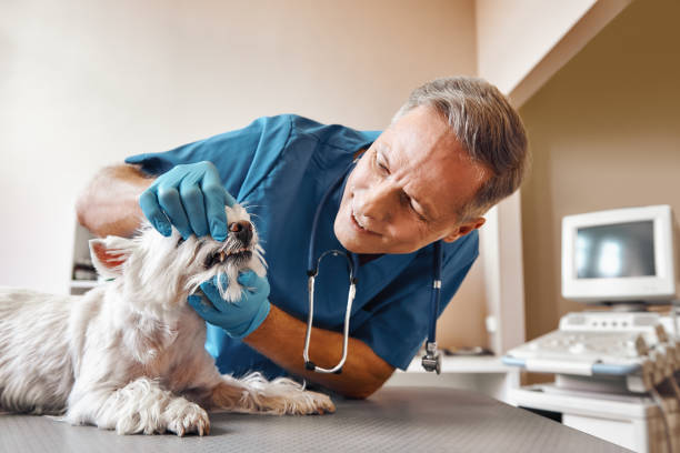 Best Urgent Dental Care  in Capron, IL